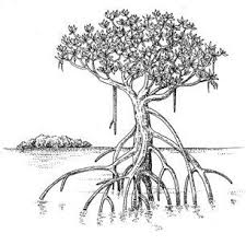 Mangrove Tree Drawing Forest Sketch Tree Tattoo Small