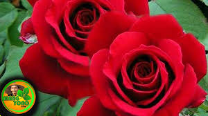 We did not find results for: Cara Menanam Dan Merawat Tanaman Hias Bunga Mawar Agar Rajin Berbunga