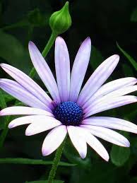 Image result for Dimorphotheca