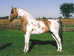Buckskin is a hair coat color of horses, referring to a color that resembles certain shades of tanned deerskin. 35 Horses With The Most Beautiful And Unique Colors In The World