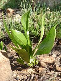 Image result for Pygmaeothamnus zeyheri