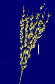 Image result for Alloteropsis