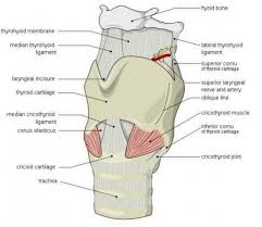I Finally Got Rid Of The Feeling Of A Lump In My Throat Which My Doctor Diagnosed As Globus Pharyngeus Just A Few Easy L Nerve Anatomy Throat Anatomy Thyroid