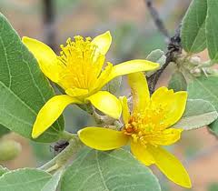 Image result for Grewia microcarpa