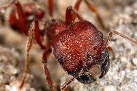 The phrase bug is used to describe an error or defect in software or hardware that causes a program to malfunction. Test Your Pest I Q With These Bug Insect Quizzes For Kids