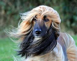 Via Facebook Klaus Nowack This Pooch Has Better Looking Hair Than Most People She Looks Salon Fresh Afghan Hound Pure Breed Dogs Hound Breeds