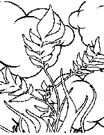 Aac specification plant colour coding. Plants And Flowers Coloring Pages