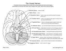 Shows pictures of a sheep and a human brain. Cranial Nerves Of The Brain 12 Pairs