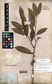 Image result for Malouetia mildbraedii