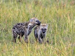 365travelquotes hyena animals mammals