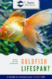 How Long Do Goldfish Live All Answers Here Aqua Movement Goldfish Goldfish Types Fresh Water Fish Tank