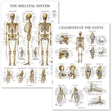 skeletal system and ligaments of the joints anatomical poster set laminated 2 chart set skeleton and ligaments anatomy 18 x 27