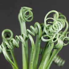 Image result for Albuca setosa