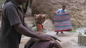 Now tell me where's the bounce? Camel Ology Out Of Eden Walk