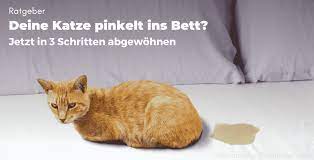 Katzenklos und futter stehen zu nah beieinander. Deine Katze Pinkelt Ins Bett In 3 Schritten Abgewohnen