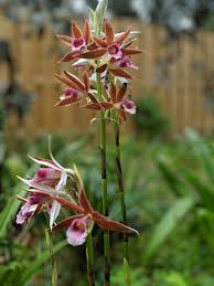 Image result for Phaius