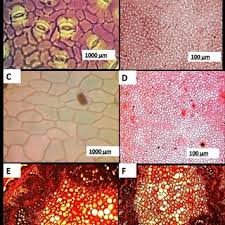 Image result for Pancovia golungensis