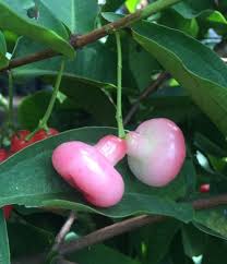 Penggunaan daun jambu batu yang diramas dan dilumurkan kepala dapat mencantikkan rambut dan jika dicampurkan dengan bedak sejuk dapat mencantik dan salam. 16 Manfaat Daun Jambu Air Bagi Kesehatan