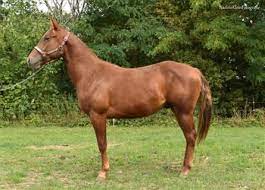 Quarter Horse For Sale Ehorses Com