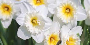 It was proven with the fact that the flowers were used to make crowns for the ancient greek ceremonies. March Birth Flower More Daffodil Proflowers