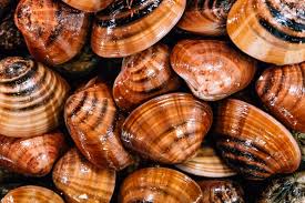 Gruppo dei molluschi | 1914 regia: Fasolari Lumachini Mussoli Telline E Cannolicchi Finittica