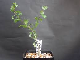 Image result for Commiphora pteleifolia