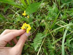 Image result for Lotus namulensis