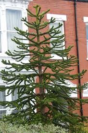 Check spelling or type a new query. Buy Monkey Puzzle Araucaria Tree Free Shipping 5 Gallon Size For Sale Online Low Prices From Wilson Bros Gardens