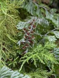 Image result for Hymenophyllum tunbridgense