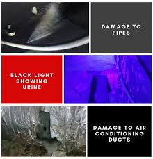 Homeowner's insurance policy and dishwasher water damage. Rodent Control Services Insulation Pest Control Perth Megatec Services