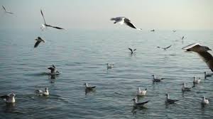 They also have different genres to the seagull and are t.o.t.a.l.l.y different. 529 Albatross Stock Videos Royalty Free Albatross Footage Depositphotos