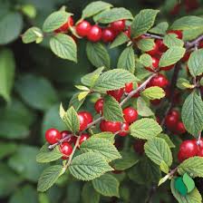 Image result for Prunus