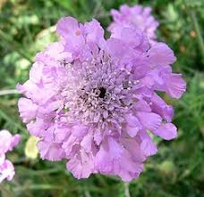 Image result for Scabiosa columbaria