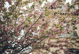 Maybe you would like to learn more about one of these? 18 Best Places To See Cherry Blossoms In Paris Practical Tips For Seeing Them And A Free Map Dreams In Paris
