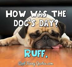 The worm remains in the dog and sheds these segments (more technically known a. Funny Dog Quotes Cool Funny Quotes