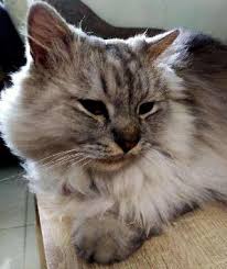 Sono visualizzati i risultati per taman setia indah, johor bahru, johor. Taman Setia Indahbest Cat Daycare Johor Bahru Petbacker Taman Setia Indah Jb Cat Sitter