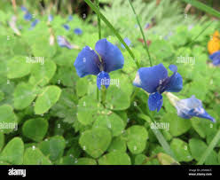 Image result for Parochetus