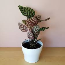 These indoor plants need very little sunlight and are perfect for beginners or those with dark rooms. 22 Plants That Grow Without Sunlight India Gardening