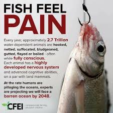 Pufferfish are carnivores that primarily eat shellfish. Don T Eat Fish Please Vegan