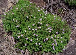 Image result for Linderniella