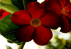 2560x1600 download madagascar periwinkle wallpaper. Periwinkle Wallpapers Hd Download Free Backgrounds