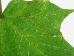 Image result for Stigmella aceris