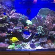 Coral Beauty Reef Safe Ultimate Reef