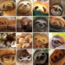Sloth Or Pastry How Fast Can You Spot The Difference Animal Memes Funny Animals Funny Animal Memes