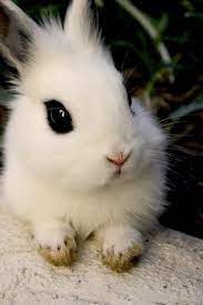pin von negra hermosa auf sweet adorable animals susseste haustiere tiere kaninchen