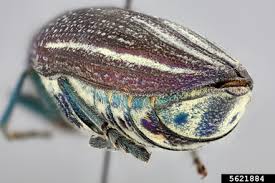 Image result for Blotiella natalensis