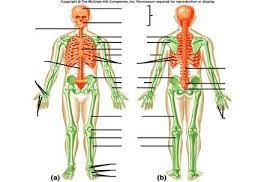 bio 137 lab activity anatomy classroom lab activities axial skeleton