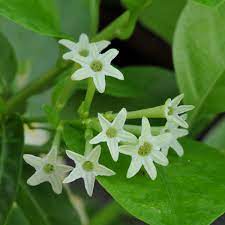 Let us know what's wrong with this preview of raat ki rani by sanjay gupta. Raat Ki Rani Raat Rani Night Blooming Jasmine Plant Go Garden