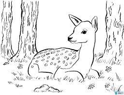 Fawn Coloring Page Art Starts For Kids With Regard To Fawn Coloring Pages Deer Coloring Pages Horse Coloring Pages Coloring Pages