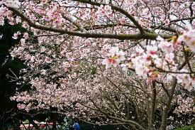 We support all android devices such as samsung, google. é™½æ˜Žå±±åœ‹å®¶å…¬åœ' è‡ºåŒ—æ—…éŠç¶²